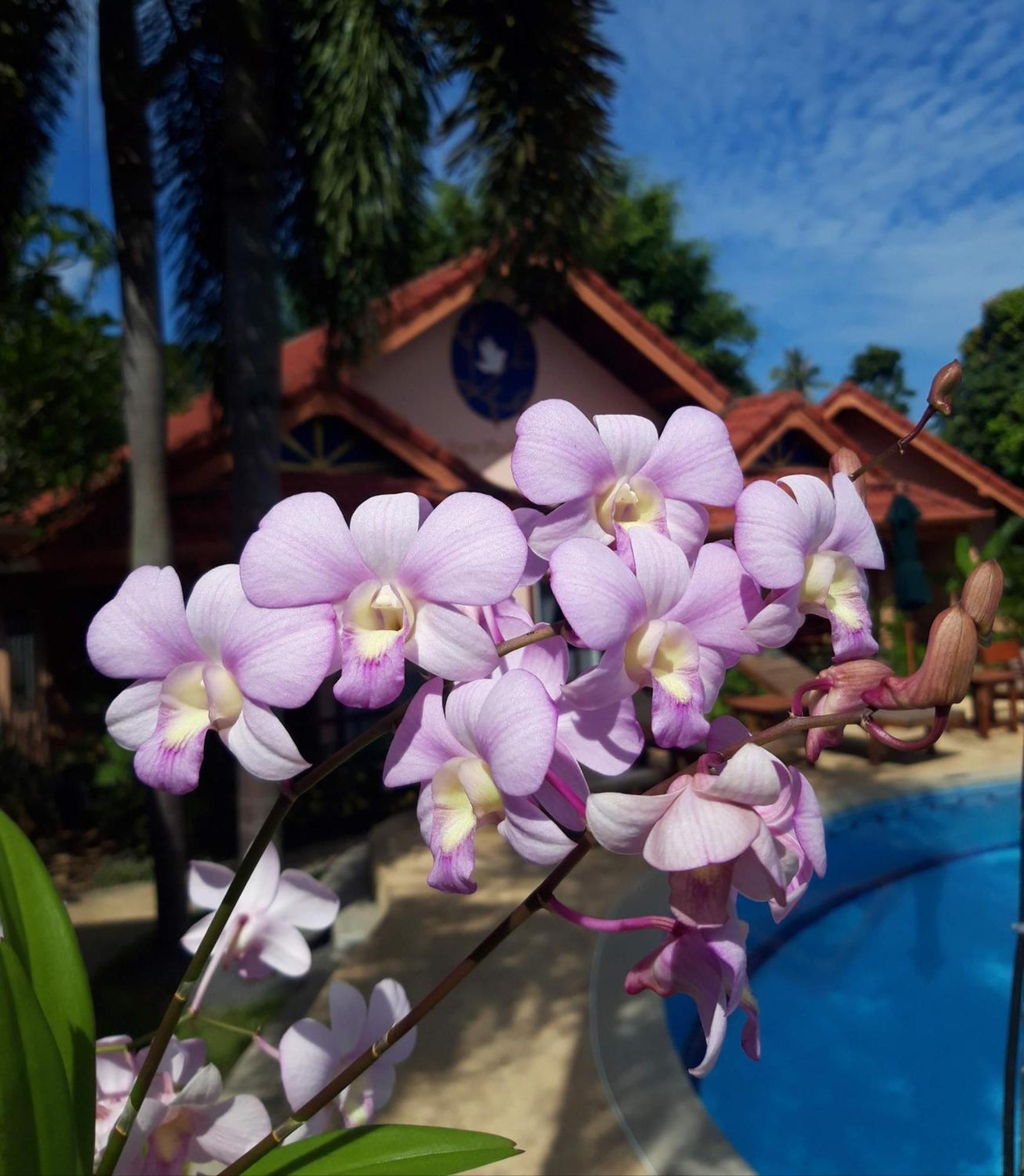 The Pace Phuket Boutique Resort Rawai Exterior foto